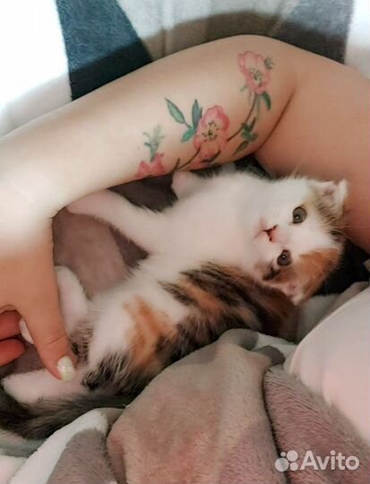 Кошка в дар бесплатно