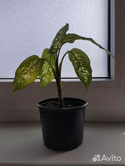 Диффенбахия