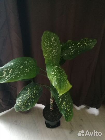 Диффенбахия