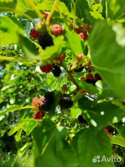 Шелковница