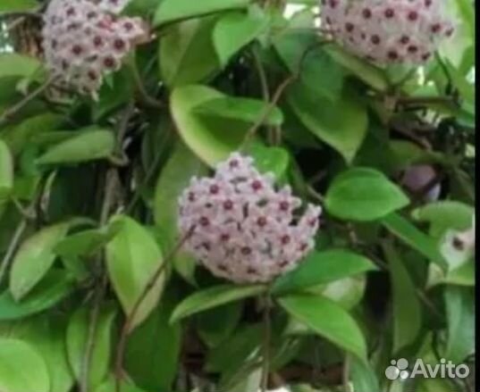 Хойя,гиперастру,м бегония