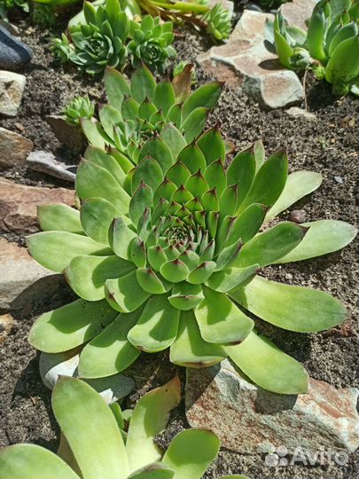 Почвопокровники многолетние, медуница