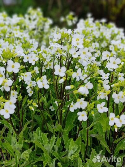 Многолетники для сада