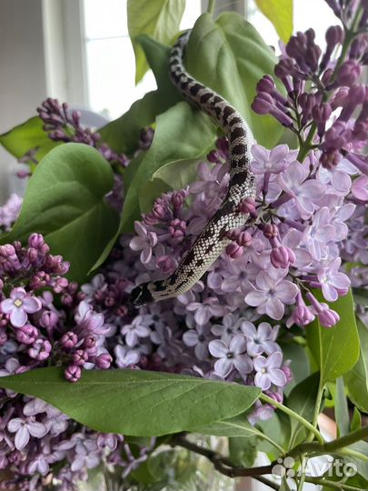 Террариум со змеей