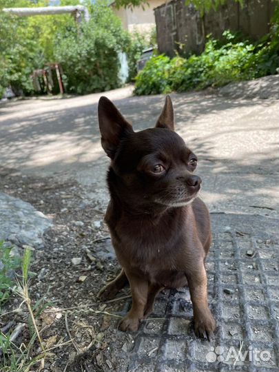 Вязка кобель чихуахуа стандарт