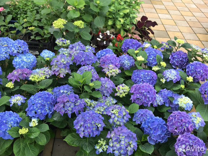 Гортензия крупнолистная