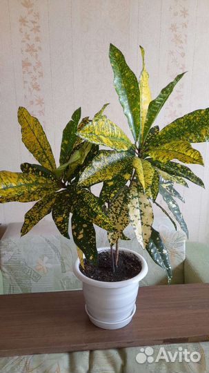 Филодендрон, Кротон, Монстера