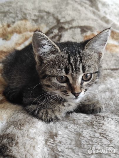 Полосатая Лапочка девочка