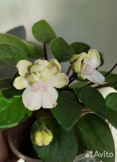 Фиалка трейлер