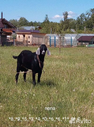 Нубийские козы