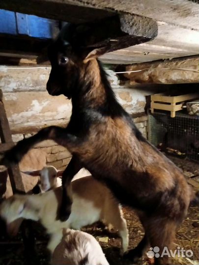 Козлята