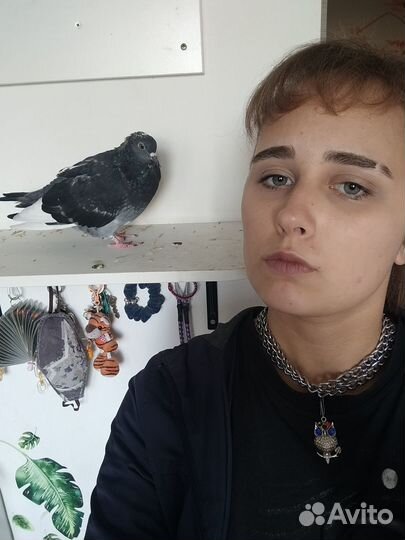 Передержка домашних животных