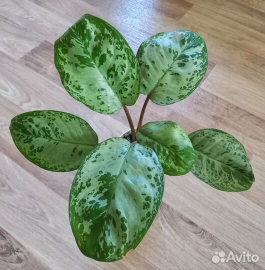 Аглаонема Донателло