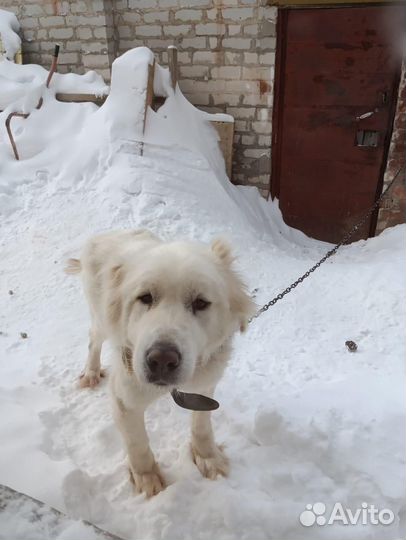 Собака в добрые руки отдам бесплатно