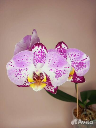Орхидея фаленопсис