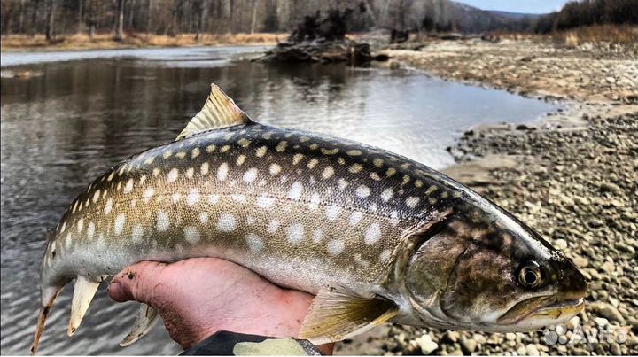 Рыба свежая Кунджа (Лосось)