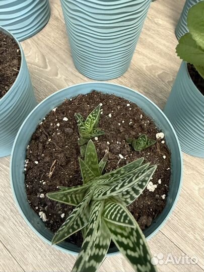 Комнатные цветы