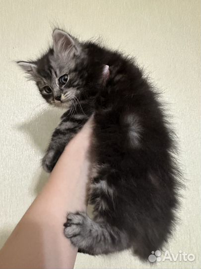 Котята невской-маскарадной