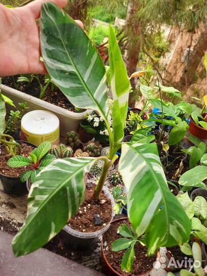 Муса флорида вариегатный банан