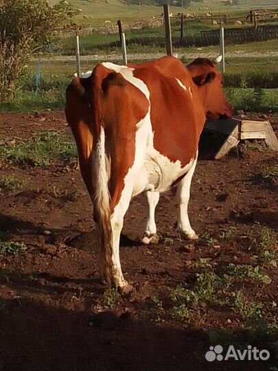 Коровы и телки