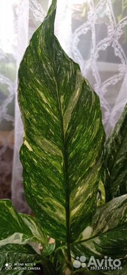 Спатифиллум Diamond/Даймонд