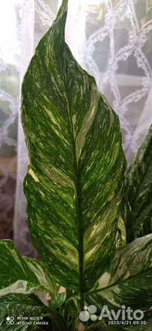 Спатифиллум Diamond/Даймонд