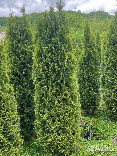 Туя Колумна 1,7-метра