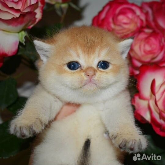 Клубные британцы золотая шиншилла