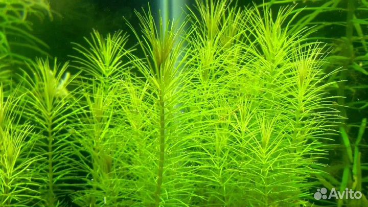 Аквариумные растения
