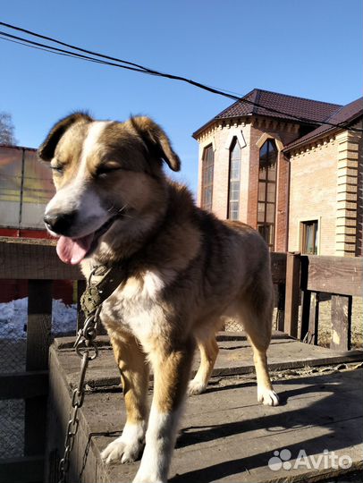 Собака в добрые руки отдам бесплатно