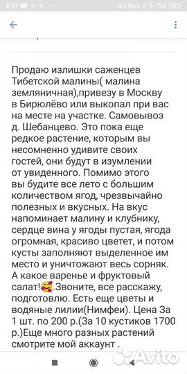 Тибецкая малина, саженцы