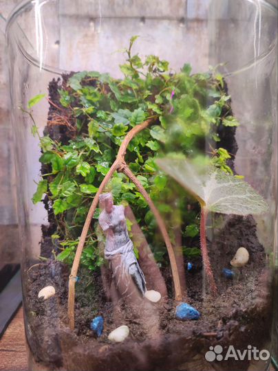 Флорариум подарок на 8 марта