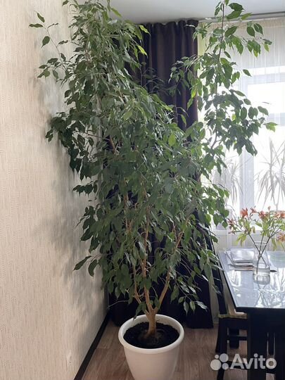 Фикус бенджамина 2,5м
