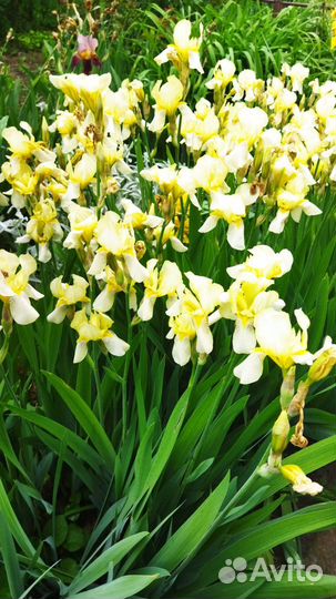 Ирисы и другие растения