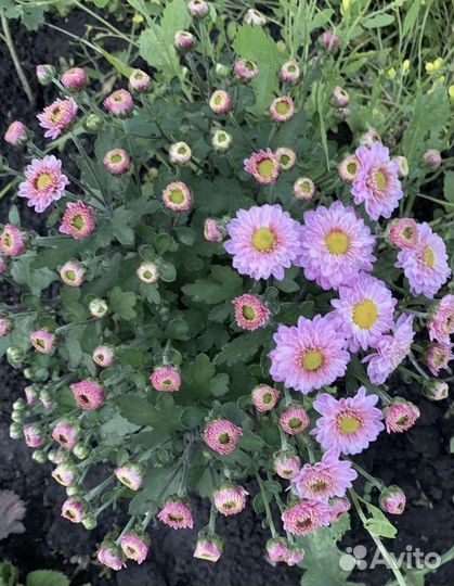 Хризантемы мультфлора / 23 сорта/ лилейники