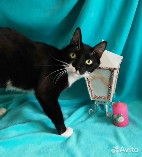 Котику Максику очень нужны любящие ручки