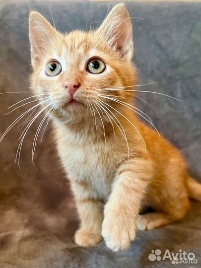 Милый Рыжик ищет дом