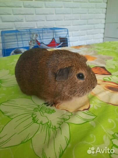 Морские свинки