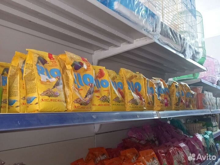 Попугай корелла