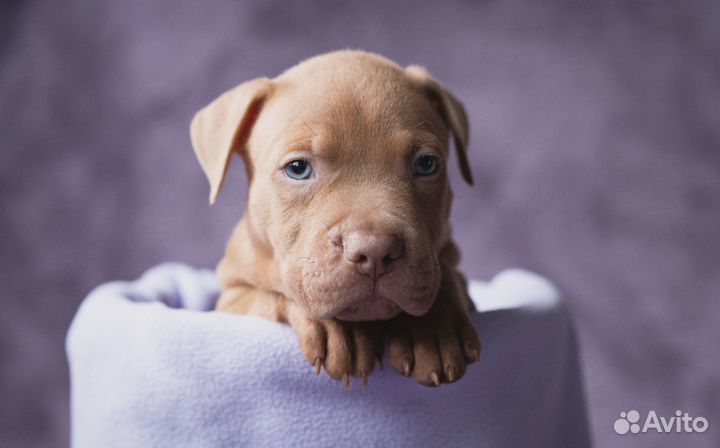 Щенки американского питбультерьера