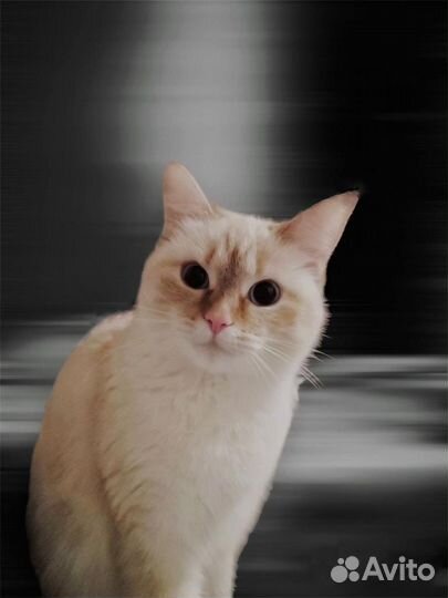 Отдам кошечку красавицу