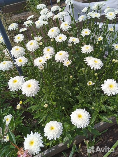 Цветы многолетники