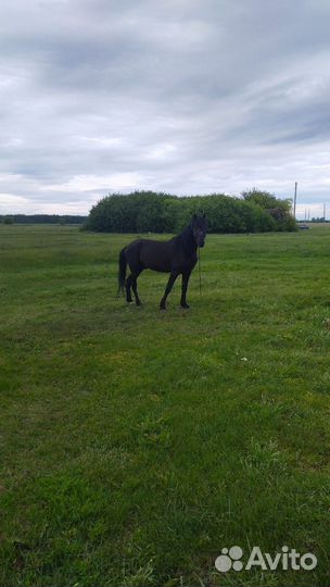 Орловский рысак