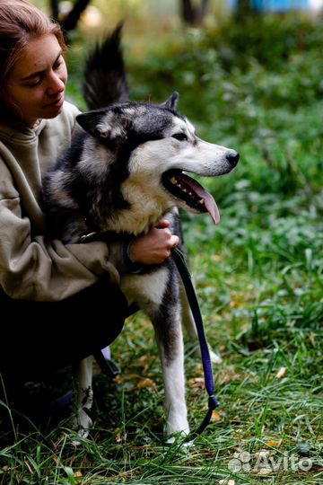 Все ещё в приюте