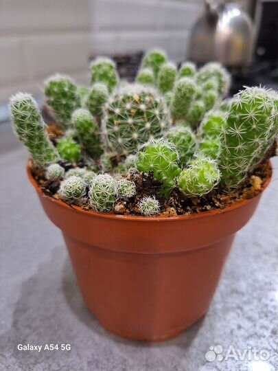 Кактусы и суккуленты