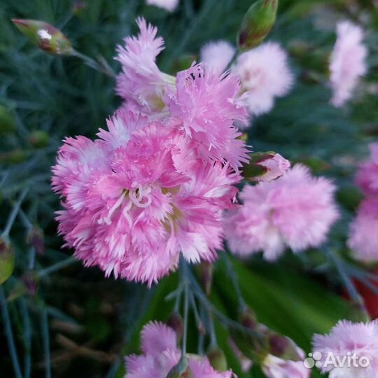 Гвоздика бордюрная, Эхинацея,аквилегия