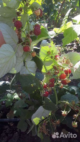 Ремонтантная малина