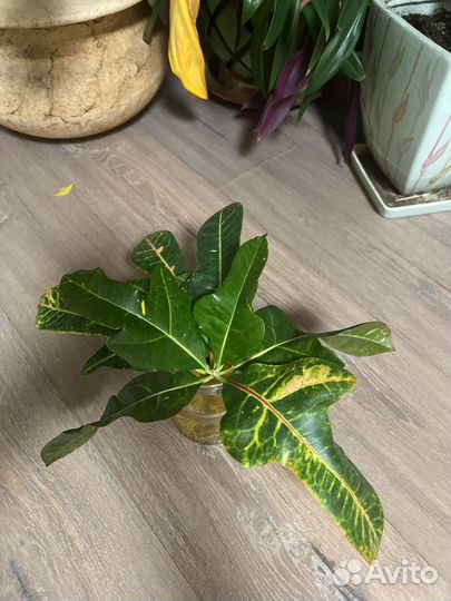 Комнатные растения