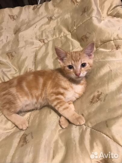 Коты 2 месяца в добрые руки