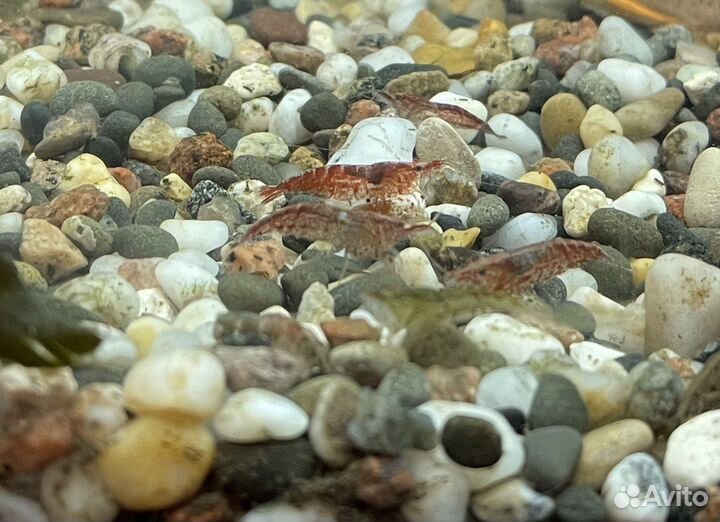 Аквариумные креветки асорти